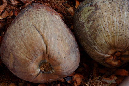 Coconut