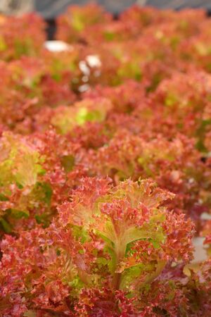 Red coral vegetable in hydroponic farmの写真素材