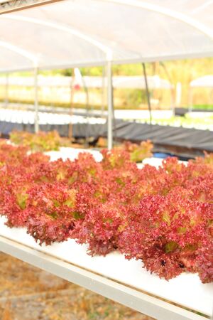 Red coral vegetable in hydroponic farmの写真素材