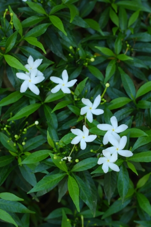 Gerdenia Crape Jasmine - white flowersの写真素材