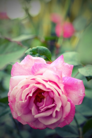 Pink Rose Vintageの写真素材