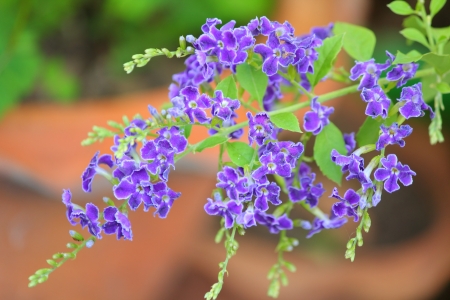 purple flowersの写真素材