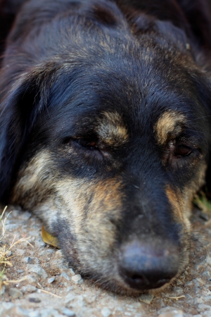 Dog looking and sleepの写真素材