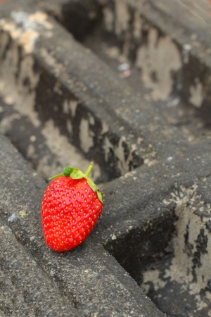 Fresh strawberryの写真素材