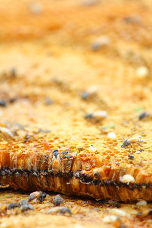 Honey comb