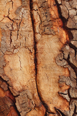 Old wood background