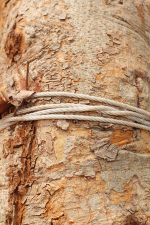 Rope on tree