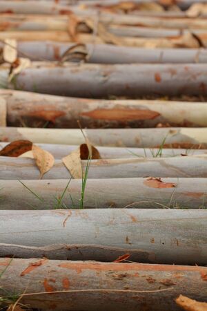 Eucalyptus Treeの写真素材