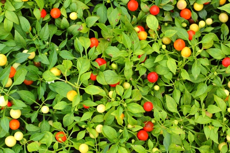 Red chilli pepper on plant - cherry chiliの写真素材