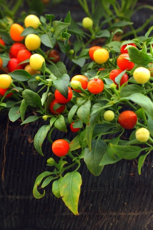 Red chilli pepper on plant - cherry chiliの写真素材