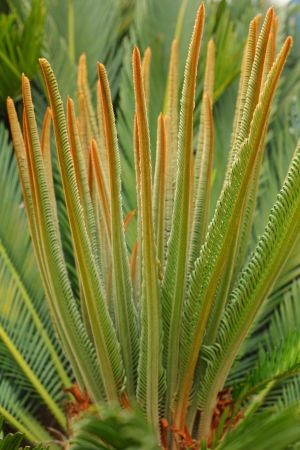 Sago palm buds - young tendril leaf of palm treeの写真素材