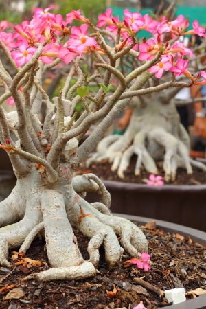 Impala lily adenium - pink flowers の写真素材