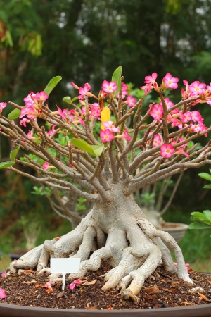 Impala lily adenium - pink flowers の写真素材