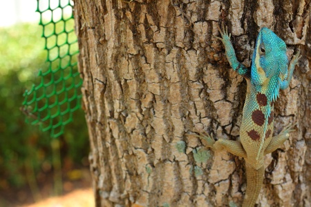 Bule thai lizard on treeの写真素材