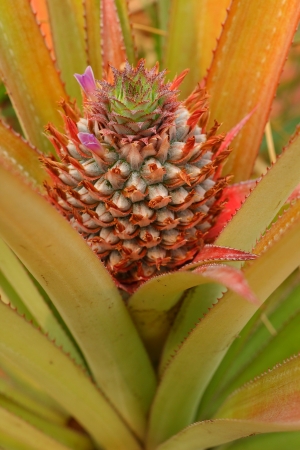 Pineapple Treeの写真素材