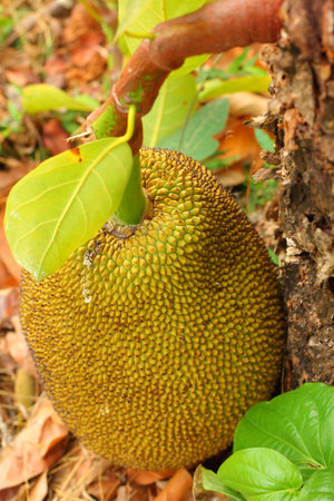 Jack fruit tree