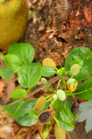 Jack fruit tree