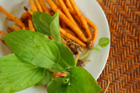 Finger root herbの写真素材