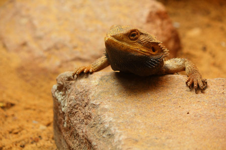Yellow chameleon on rock 