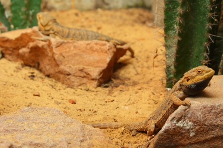 Yellow chameleon on rock の写真素材