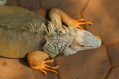 Iguana head の写真素材