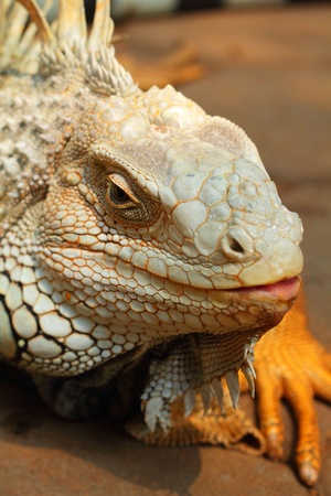 Iguana head の写真素材