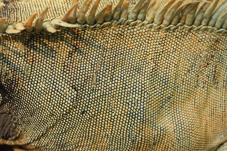 Skin lizard の写真素材