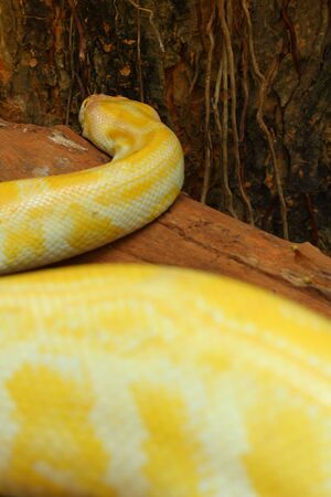 Lavender Albino Reticulated Python - Python reticulatusの写真素材