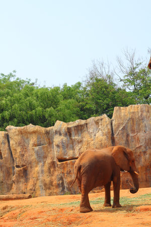 elephant の写真素材