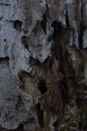 Old wood background