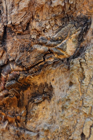 Old wood backgroundの写真素材