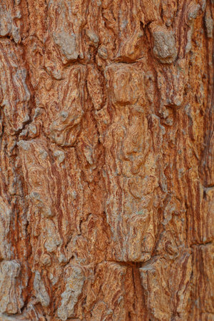 Old wood background