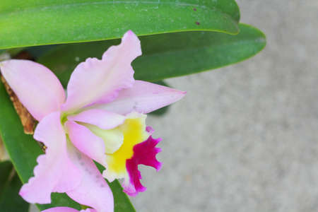 Cattleya orchids - pink flowersの写真素材