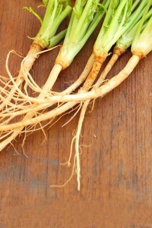 Corianderの写真素材