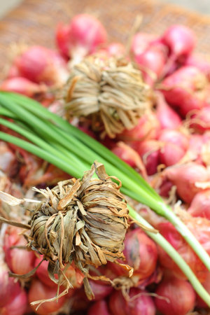 Shallot - asia red onion