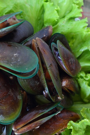 Green musselの写真素材