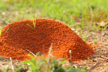 Ant nestの写真素材