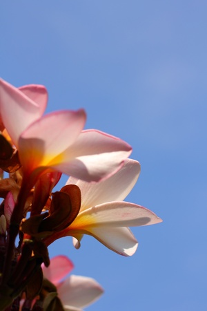 Frangipani pink flowerの写真素材