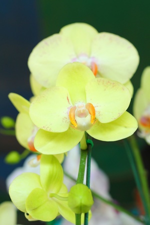 Orchid vanda - green flowersの写真素材