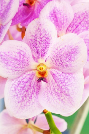 Vanda orchid  - purple flowersの写真素材
