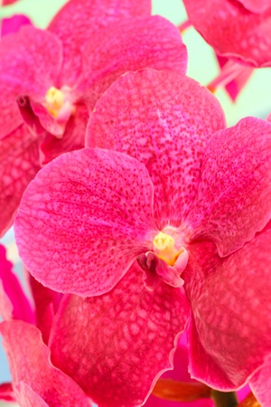 Orchid vanda - pink flowersの写真素材