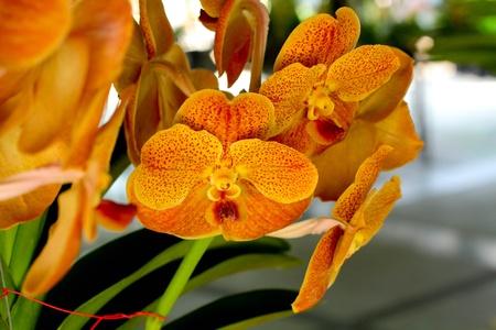 Orchid vanda - brown flowersの写真素材