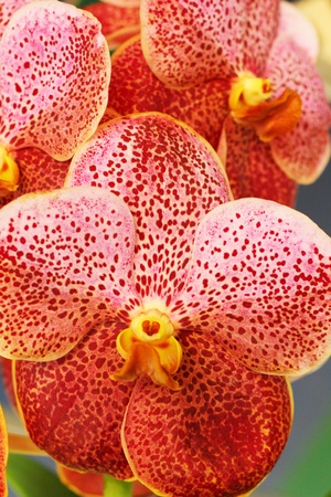 Vanda orchid  - purple flowersの写真素材