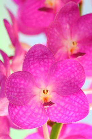 Orchid vanda - pink flowersの写真素材