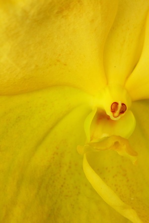 Orchid vanda - yellow flowersの写真素材