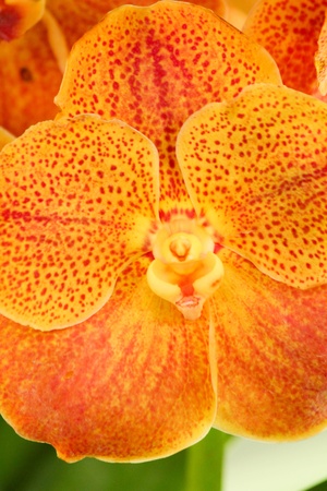 Orchid vanda - brown flowersの写真素材