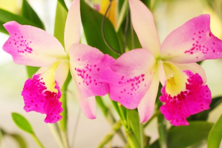 Pink orchid - catteyaの写真素材