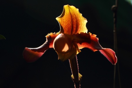 Lady s slipper orchid - Paphiopedilumの写真素材