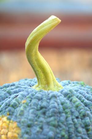 Fresh green pumpkinの写真素材