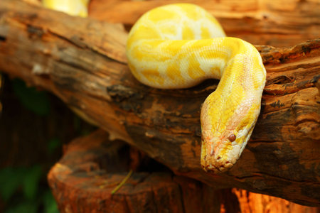 Yellow boa constrictorの写真素材